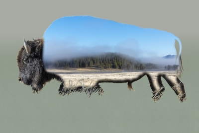 Buffalo Yellowstone NP Sept 2024